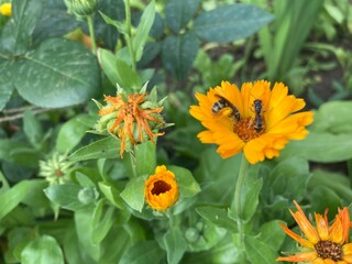 bee on flower