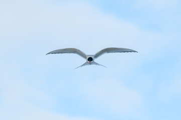 Arctic Tern (Sterna paradisaea) in Barents Sea coastal area, Russia