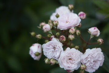 Obraz premium pink rose bush