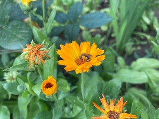 yellow flowers in the garden