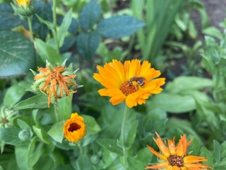 orange flower in the garden