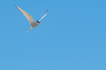 Arctic Tern (Sterna paradisaea) in Barents Sea coastal area, Russia