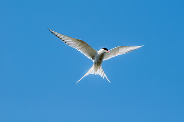 Arctic Tern (Sterna paradisaea) in Barents Sea coastal area, Russia