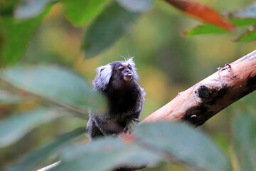 Tamarin
