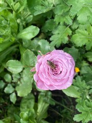 pink rose in garden