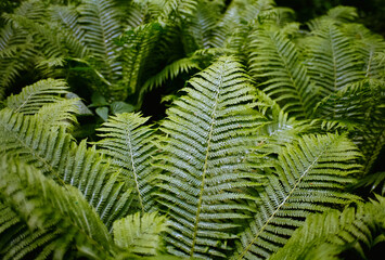 In den Wäldern bei Tostedt