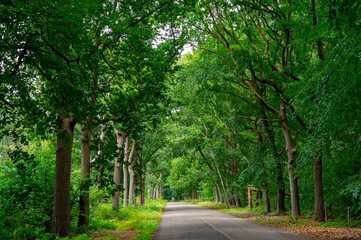 Obraz premium Summer hiking in old oak forest with large trees