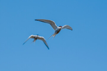 Obraz premium Arctic Terns (Sterna paradisaea) in Barents Sea coastal area, Russia
