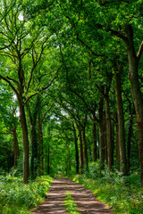 Fototapeta premium Summer hiking in old oak forest with large trees