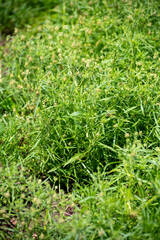 Botanical collection of medicinal and edible plants, Plantago ovata, or blond plantain, desert Indianwheat, blond psyllium plants