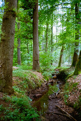 In den Wäldern bei Tostedt