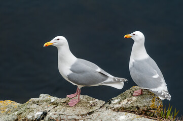Obraz premium Glaucous-winged Gull (Larus glaucescens) at Chowiet Island, Semidi Islands, Alaska, USA