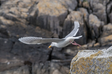 Glaucous-winged Gull (Larus glaucescens) at Chowiet Island, Semidi Islands, Alaska, USA