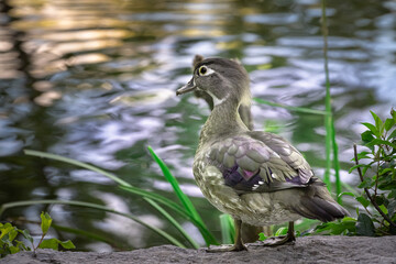 female wood duck