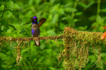 Coronita Aterciopelada / Velvet Purple Coronet / Boissonneaua Jardini - Ecuador, Reserva de Biósfera del Chocó Andino © Migue