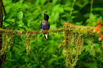 Coronita Aterciopelada / Velvet Purple Coronet / Boissonneaua Jardini - Ecuador, Reserva de Biósfera del Chocó Andino © Migue