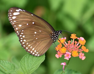 Beautiful black and white butterfly feeding on a flower in a garden