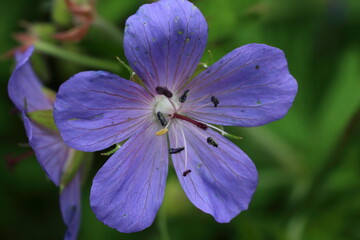 
Purple flower on a background of greenery