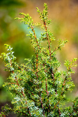 Botanical collection of medicinal plants and herbs, juniperus communis or common juniper conifer shrub