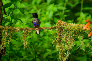 Coronita Aterciopelada / Velvet Purple Coronet / Boissonneaua Jardini - Ecuador, Reserva de Biósfera del Chocó Andino © Migue
