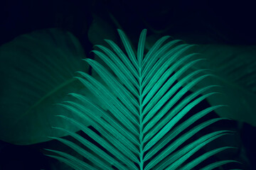 Fototapeta na wymiar Natural dark green leaves,Abstract green texture,