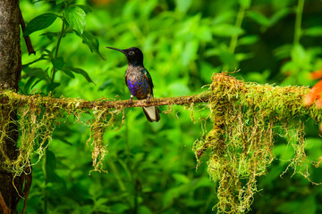 Coronita Aterciopelada / Velvet Purple Coronet / Boissonneaua Jardini - Ecuador, Reserva de Biósfera del Chocó Andino © Migue