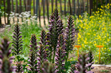 Botanical collection of decorative garden plants and herbs, Acanthus mollis, or bear's breeches,...