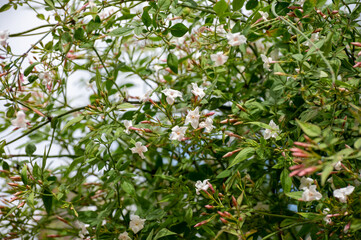 Botanical collection of medicinal and climbing plants, Jasminum officinale, jasmine used in aromatherapy and medicine