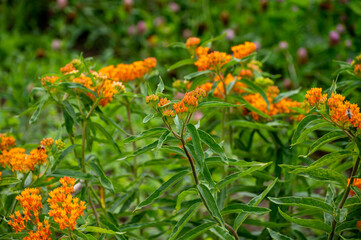 Botanical collection of insect friendly or decorative plants and flowers, Asclepias tuberosa or milkweed, butterfly flower, silkweed, silky swallow-wort, Virginia silkweed plant