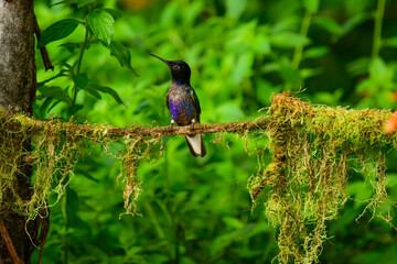 Coronita Aterciopelada / Velvet Purple Coronet / Boissonneaua Jardini - Ecuador, Reserva de Biósfera del Chocó Andino © Migue