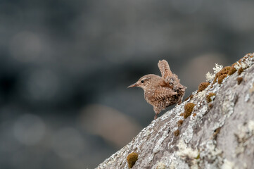 Pacific Wren (Troglodytes pacificus) at Chowiet Island, Semidi Islands, Alaska, USA