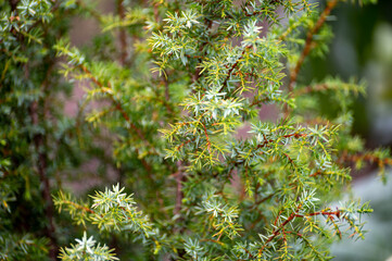 Botanical collection of medicinal plants and herbs, juniperus communis or common juniper conifer...