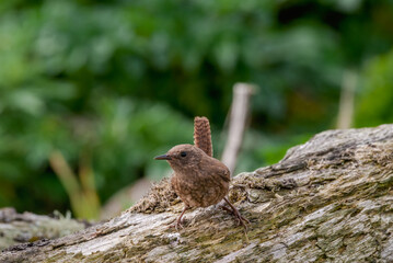 Pacific Wren (Troglodytes pacificus) at Chowiet Island, Semidi Islands, Alaska, USA