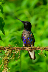 Coronita Aterciopelada / Velvet Purple Coronet / Boissonneaua Jardini - Ecuador, Reserva de Biósfera del Chocó Andino