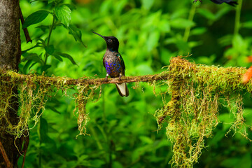 Coronita Aterciopelada / Velvet Purple Coronet / Boissonneaua Jardini - Ecuador, Reserva de Biósfera del Chocó Andino