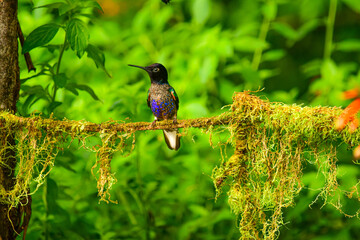 Coronita Aterciopelada / Velvet Purple Coronet / Boissonneaua Jardini - Ecuador, Reserva de Biósfera del Chocó Andino © Migue