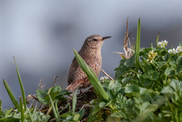 Pacific Wren (Troglodytes pacificus) at Chowiet Island, Semidi Islands, Alaska, USA