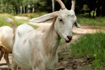 goats in the forest eat grass autumn grass animals