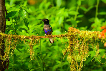 Coronita Aterciopelada / Velvet Purple Coronet / Boissonneaua Jardini - Ecuador, Reserva de Biósfera del Chocó Andino © Migue