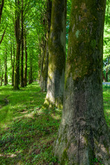 Alley of swamp cypress trees in Poti, Georgia