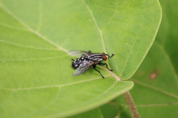Calliphora vomitoria insect on a green leaf. Black fly in the garden