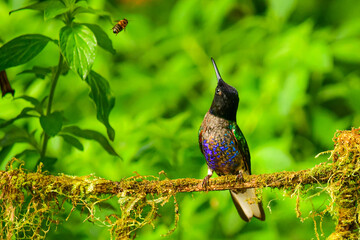 Coronita Aterciopelada / Velvet Purple Coronet / Boissonneaua Jardini - Ecuador, Reserva de Biósfera del Chocó Andino © Migue