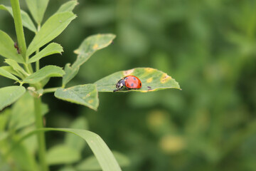 Ladybug an a green Alfalfa leaf. Ladybug in a medicago sativa field