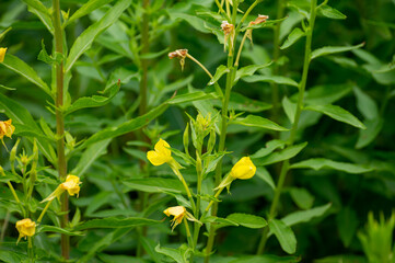 Botanical collection of medicinal plants and herbs, Oenothera parviflora or northern evening primrose used aromatherapy and medicine