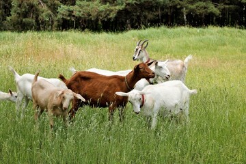 Fototapeta premium goats in the forest eat grass autumn grass animals