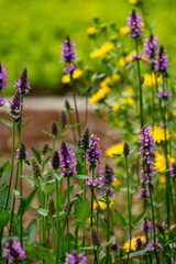 Obraz premium Botanical collection of medicinal plants and herbs, Betonica or Stachys officinalis, hedgenettle, betony, bishopwort plant
