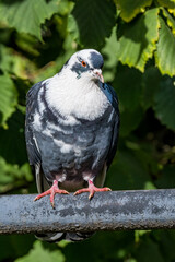 Rock Dove (Columba livia) in park, Moscow, Russia