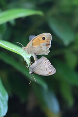 Fototapeta premium Two orange and brown butterflies mating on a green leaf in the garden. Lycaena phlaeas butterflies on springtime 