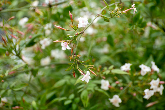 Botanical collection of medicinal and climbing plants, Jasminum officinale, jasmine used in aromatherapy and medicine