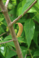 Chimonanthus praecox or Calycanthus bush with fruits.  Wintersweet red fruits on branch on summer
